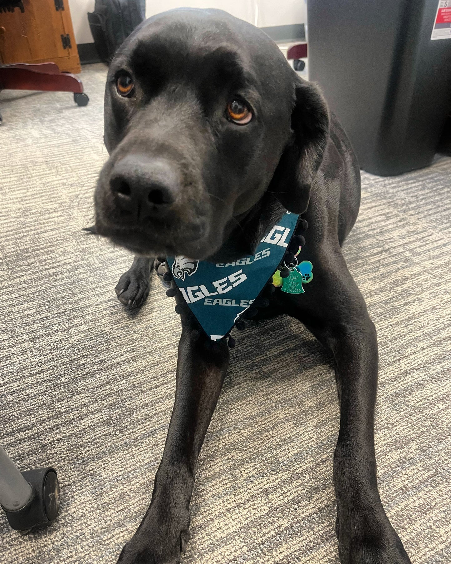 Eagles Bandanas