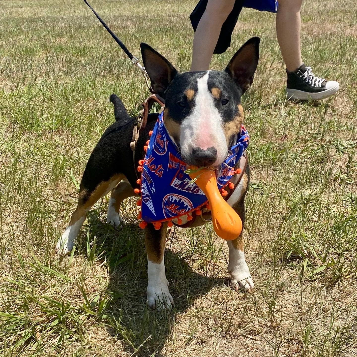 Mets Bandanas