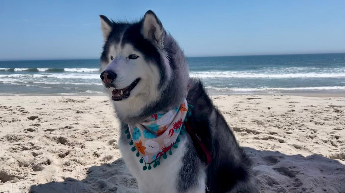 Beach Bandanas