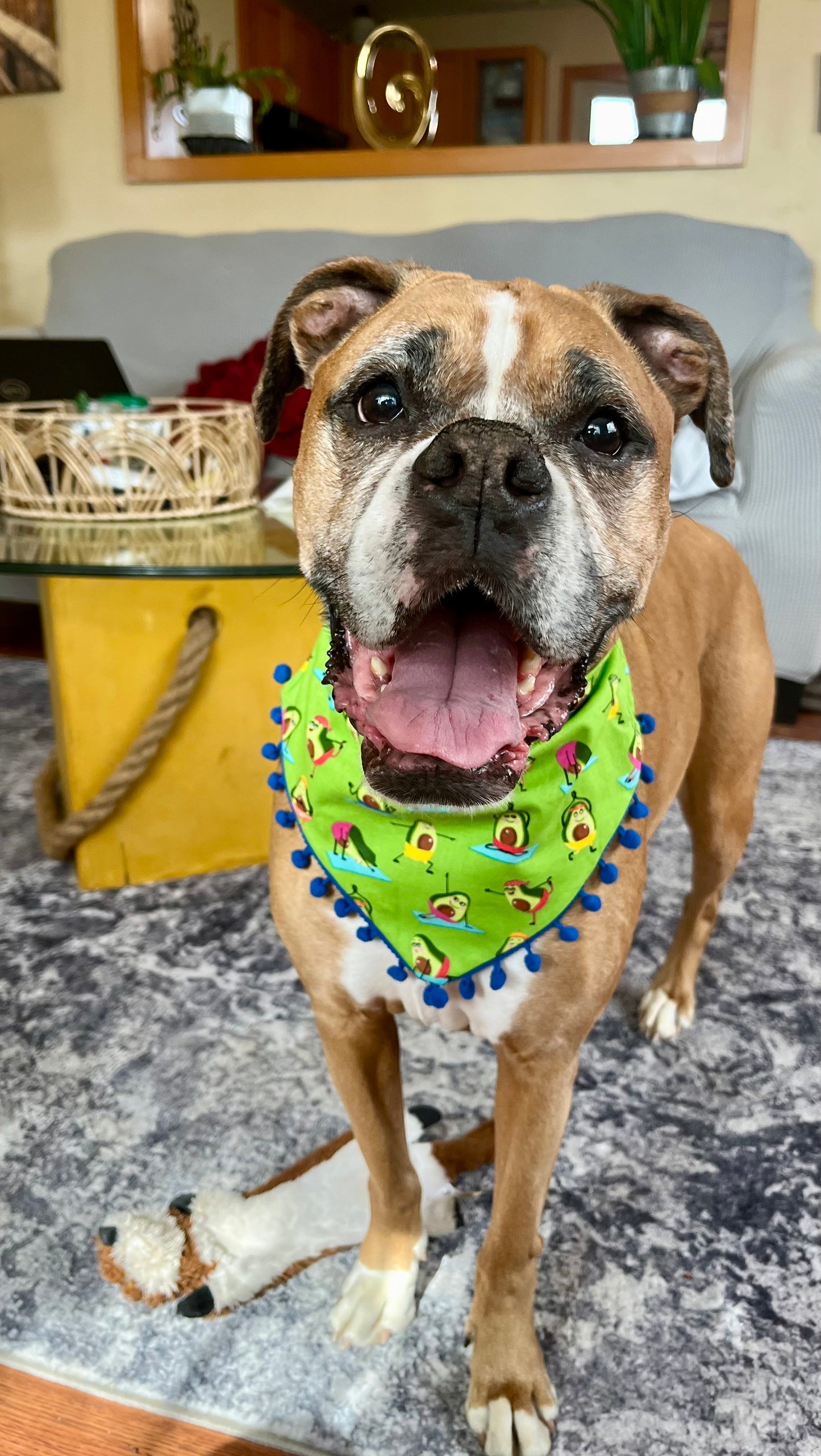 Yogi Avocado Bandanas