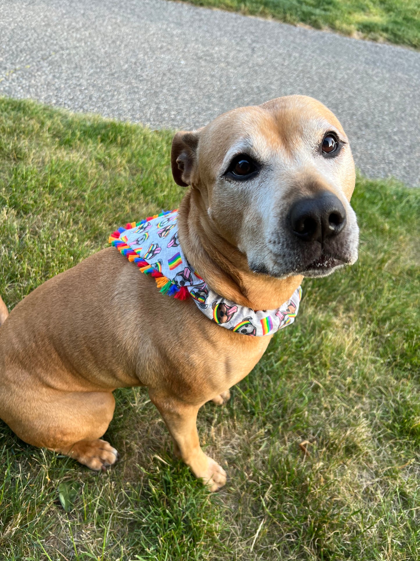 Pride Bandanas