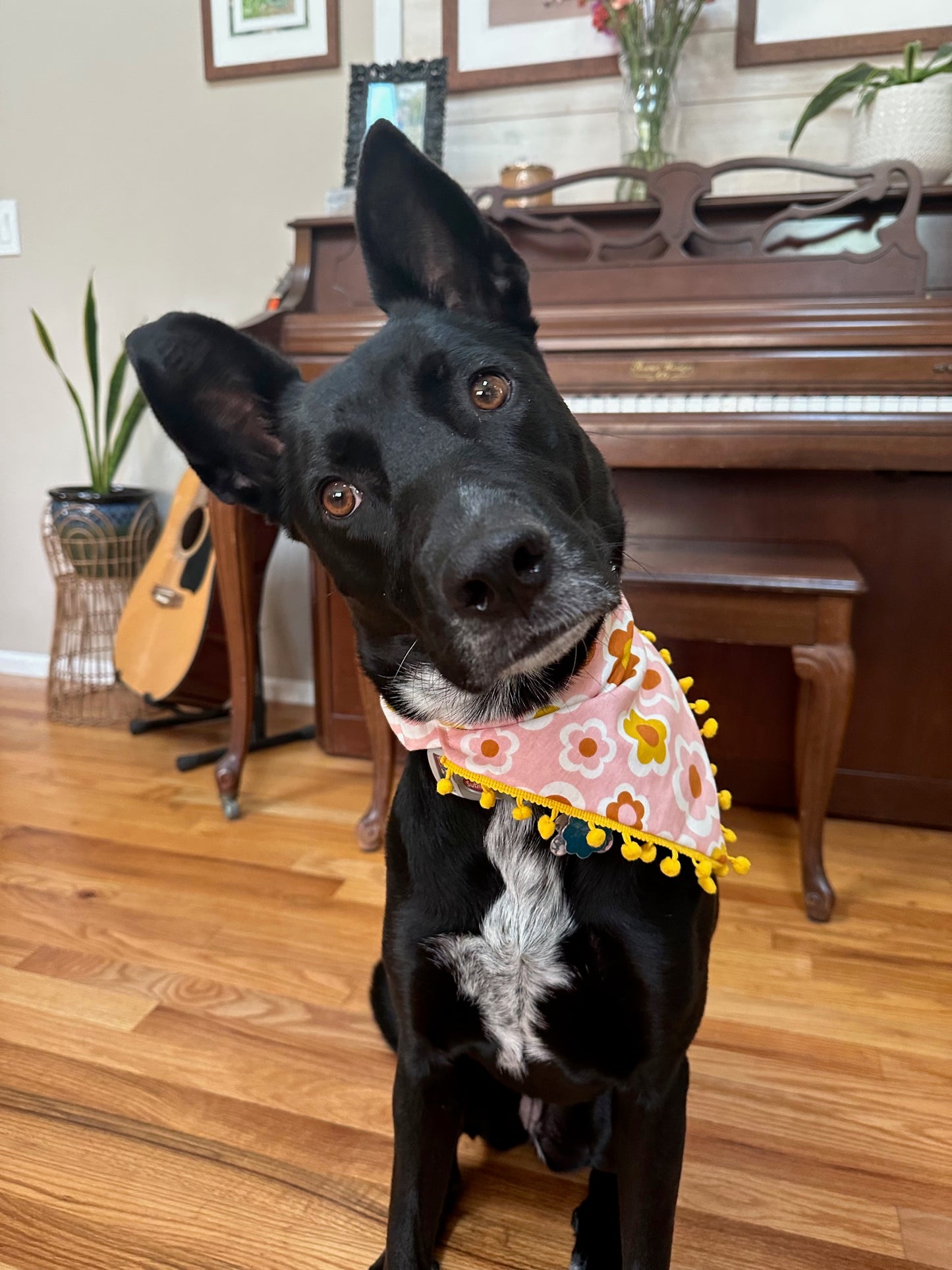 Groovy Bandanas